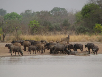 04 Troupeau De Buffles Et Hippotrague